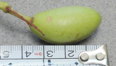 錫蘭橄欖的核果