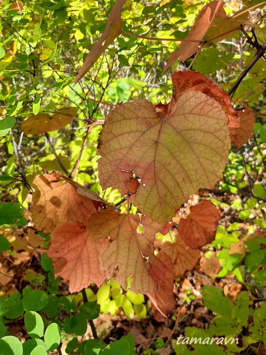 Виноград амурский (Vitis amurensis)