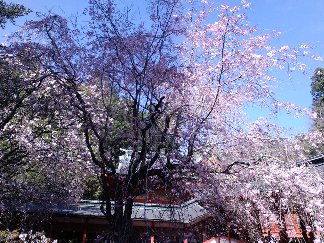 愛に恋 Eishin Blog 霧島神宮の桜