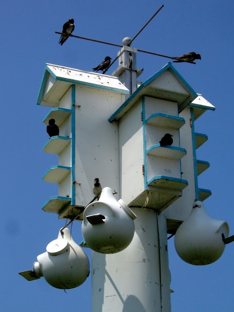 Purple Martin Pictures Birds