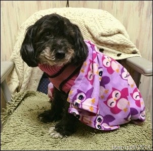 Maggie blankie 2 11282014
