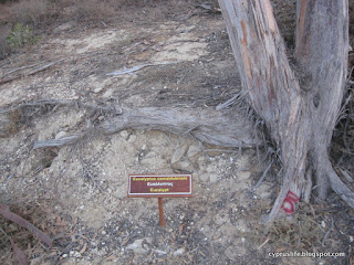 Another eucalyptus tree, this one divided at the base