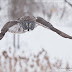 Natural Owl Photography
