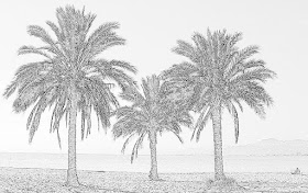 Palmes grises