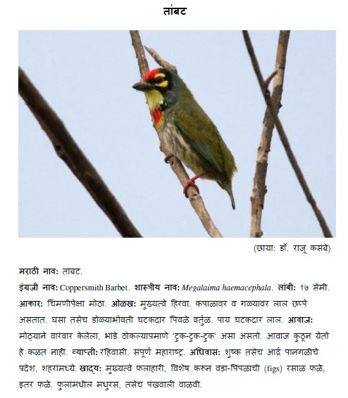 Coppersmith barbet Tambat bird information in marathi