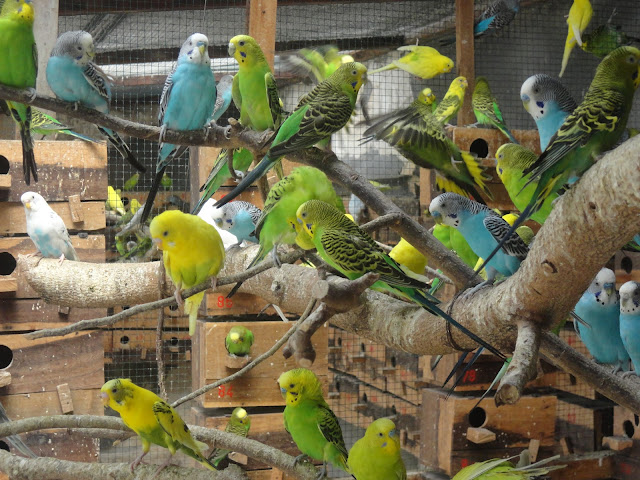 Tips Suskes Budidaya Burung Parkit bagi Pemula