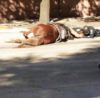 dying horse, pet, police horse