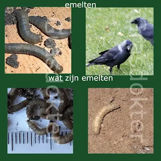 emelten in gazon