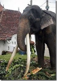 Loku-Raja4