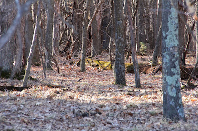 photo of winter woods with leaf-covered ground