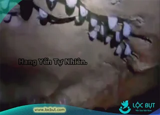 Hang yến tự nhiên rất nhiều yến sào.