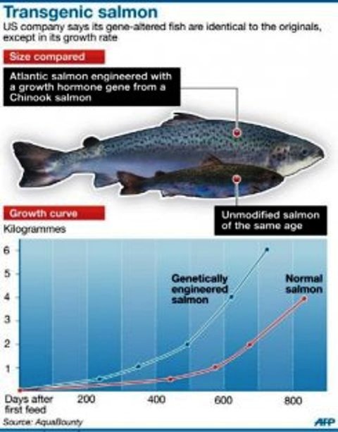 genetically engineered animals. Modified Animal for Food