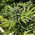  10 enfermedades para las que la marihuana medicinal podría ser beneficiosa