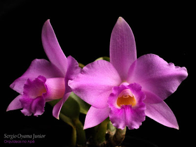 Orquídea Laelia alaorii x Laelia sincorana