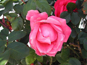 rose_03042009