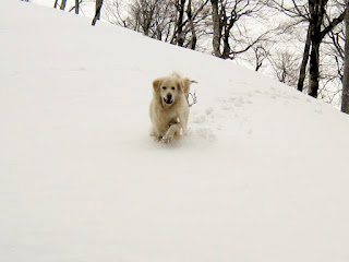 雪上の嬉しい顔の犬