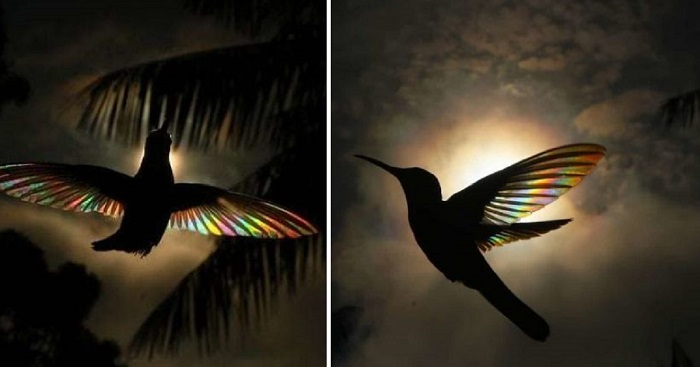 Breathtaking Photos Of Shining Hummingbirds