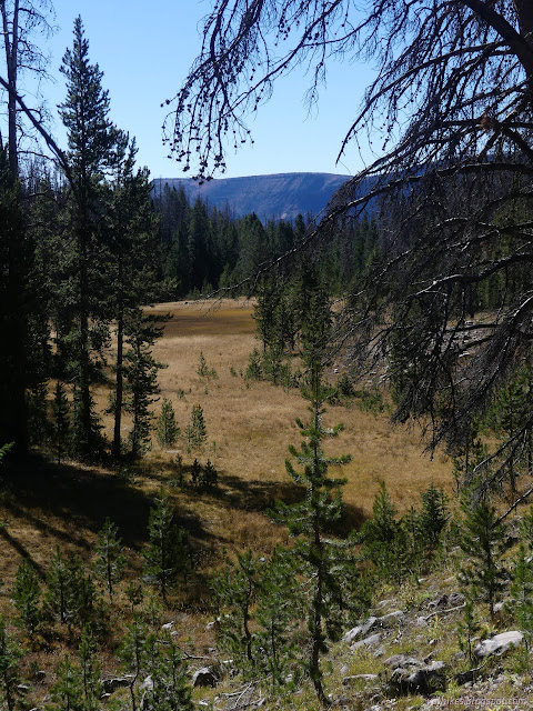 036: meadow with lusher grass down the middle, but all yellow now