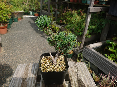 宮島五葉松　鉢植え