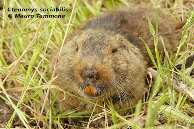 roedores en peligro de extincion Tuco tuco sociable Ctenomys sociabilis