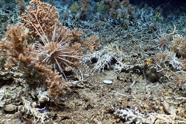 Terumbu Karang Galápagos, Konservasi Laut, Penemuan Terumbu Karang, Kehidupan Laut Dalam