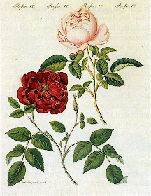 Slater Crimson China Rose by Pierre Joseph Redoute