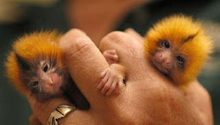 Smallest Monkey in the World