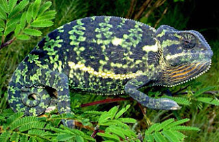 Camaleón de cuello solapado Chamaeleo dilepis