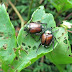 DIY Natural Pest Control: Homemade Remedies for Common Garden Pests