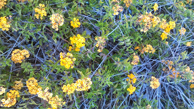 flores de lantana camara amarillas