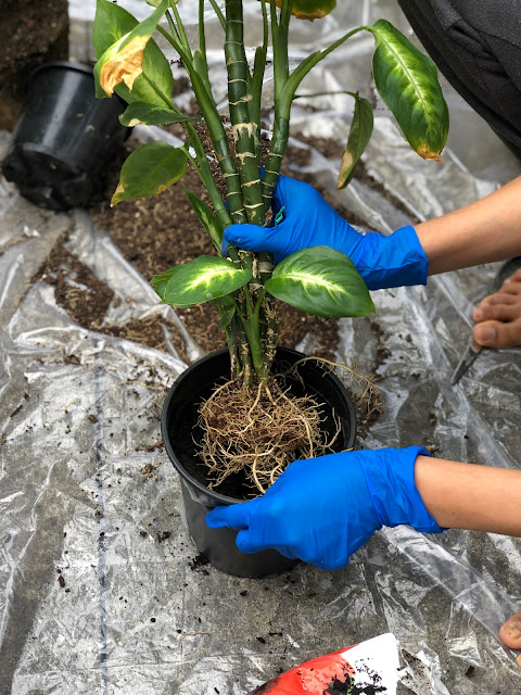 repotting indoor plants