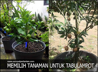 Memilih tanaman buah untuk tambulapot bagi pemula