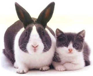 cat and rabbit coincidence