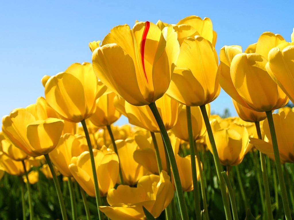 Yellow Tulips Flowers Wallpaper 1366x768 Download Picture