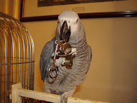 African Grey Bird Toys