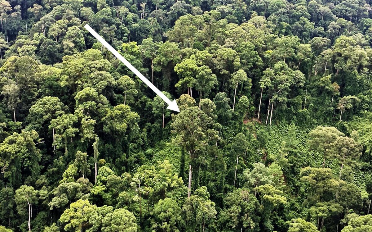 Pokok Tropika Tertinggi Di Dunia Ditemui Di Sabah ...