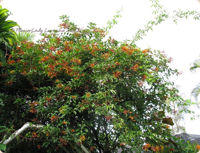 07-19-hamelia-paten6