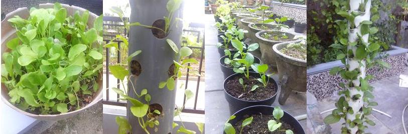Aku sekelilingku dan keseharianku Berkebun sayuran 