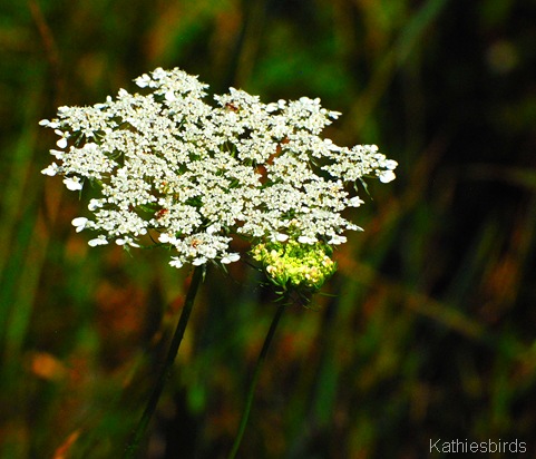 3. wildflower-kab