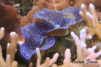 tridacna maxima