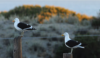 Gaviotas en los Postes de la Luz en Puerto Pirámides