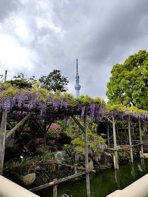 亀戸天神社 藤まつり