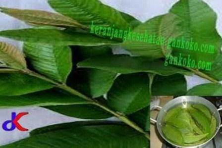 https://keranjangkesehatan.gankoko.com/2021/09/manfaat-daun-jambu-biji.html