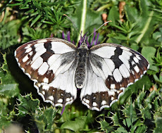 Melanargia lachesis