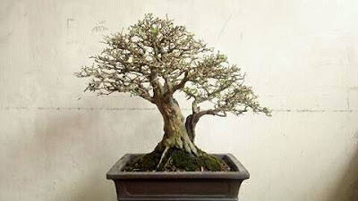 bonsai sisir terbaik