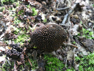 Tolypocladium ophioglossoides - Cordyceps langue-de-serpent