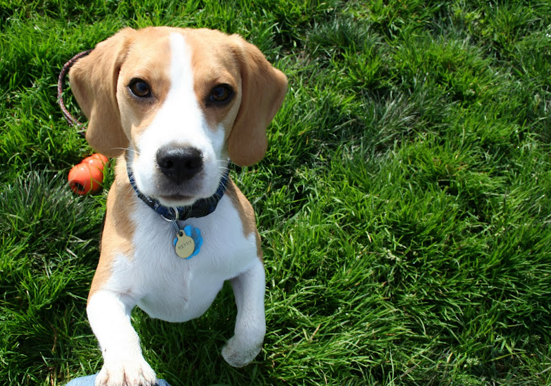 sweetest looking little tan and white beagle with large eyes and tiny paws, and a little tag that says Henry