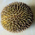 Do You Know About "Durian" Fruit