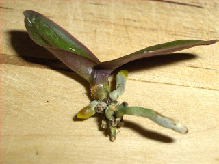 Phalaenopsis stuartiana seedling 