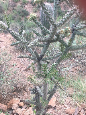 opuntia with leaves